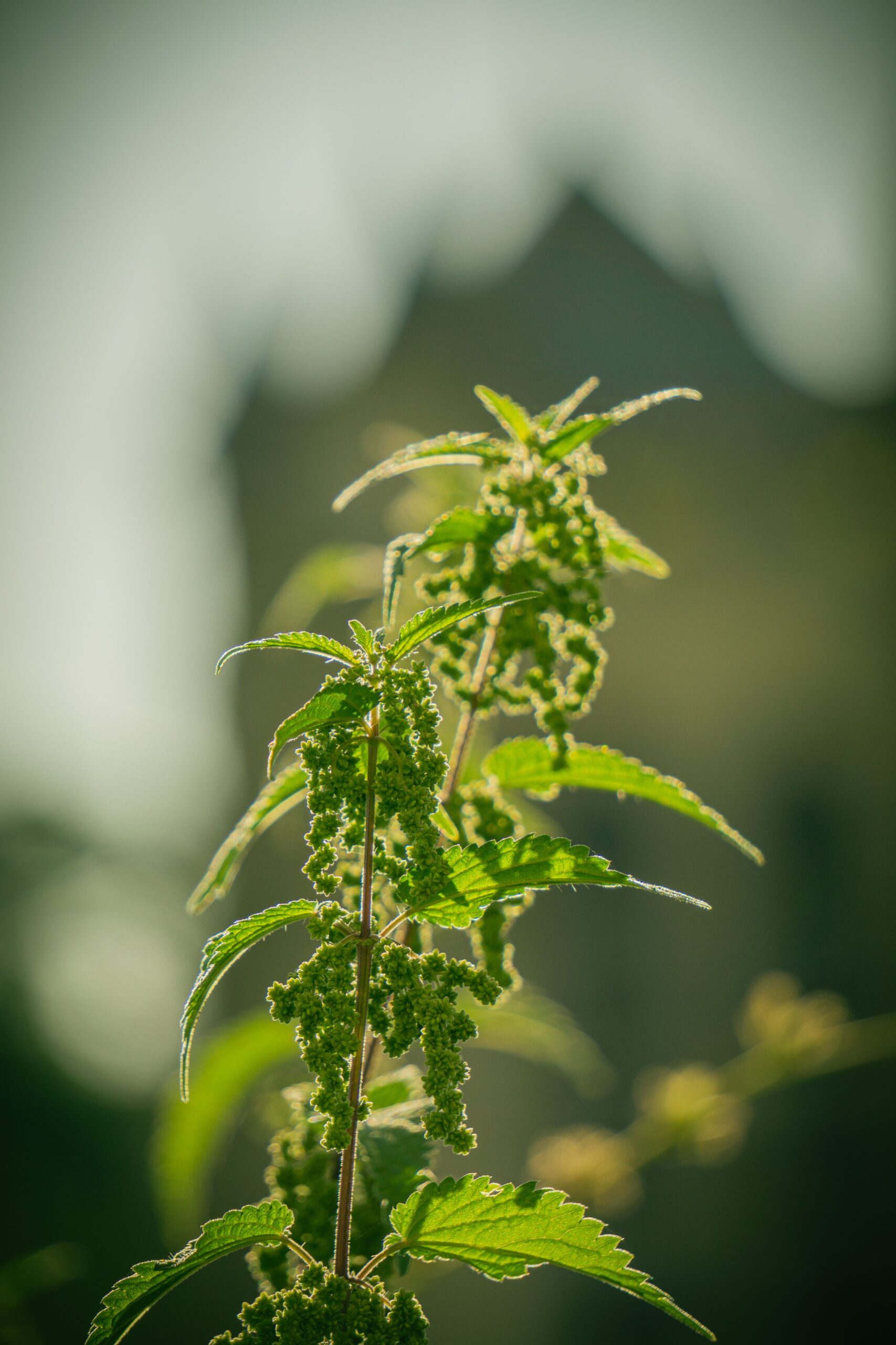 Phytotherapie Brennnessel