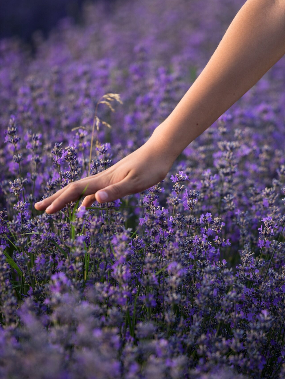 Lavendel